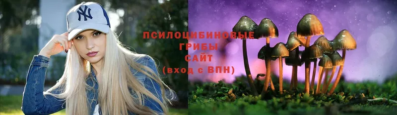 площадка формула  Унеча  Псилоцибиновые грибы Cubensis 